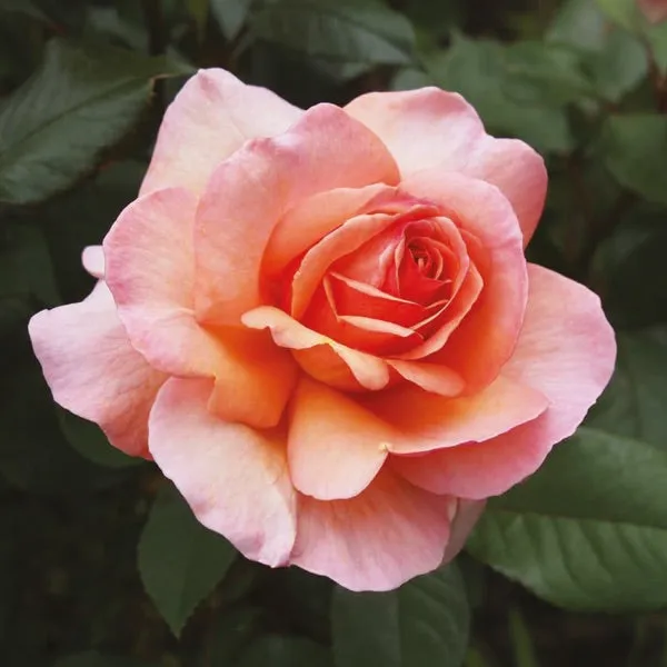 Rose & Amber Travel Container